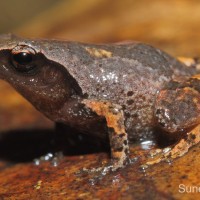 Pseudophilautus simba Manamendra-Arachchi & Pethiyagoda, 2005